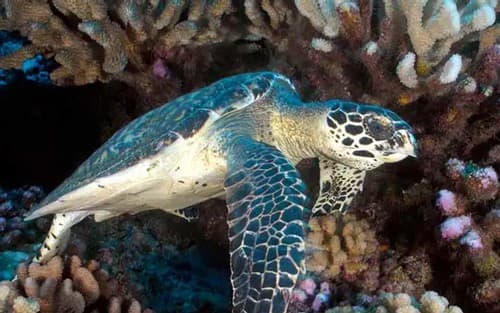 Oceania