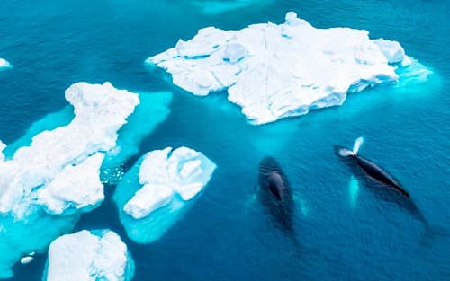 Polar Regions